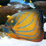 Aquariums de Vendée