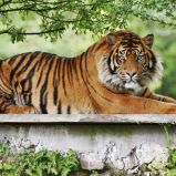 Les zoos en Vendée