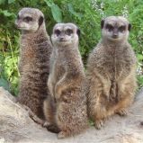 Le zoo des Sables d’Olonne